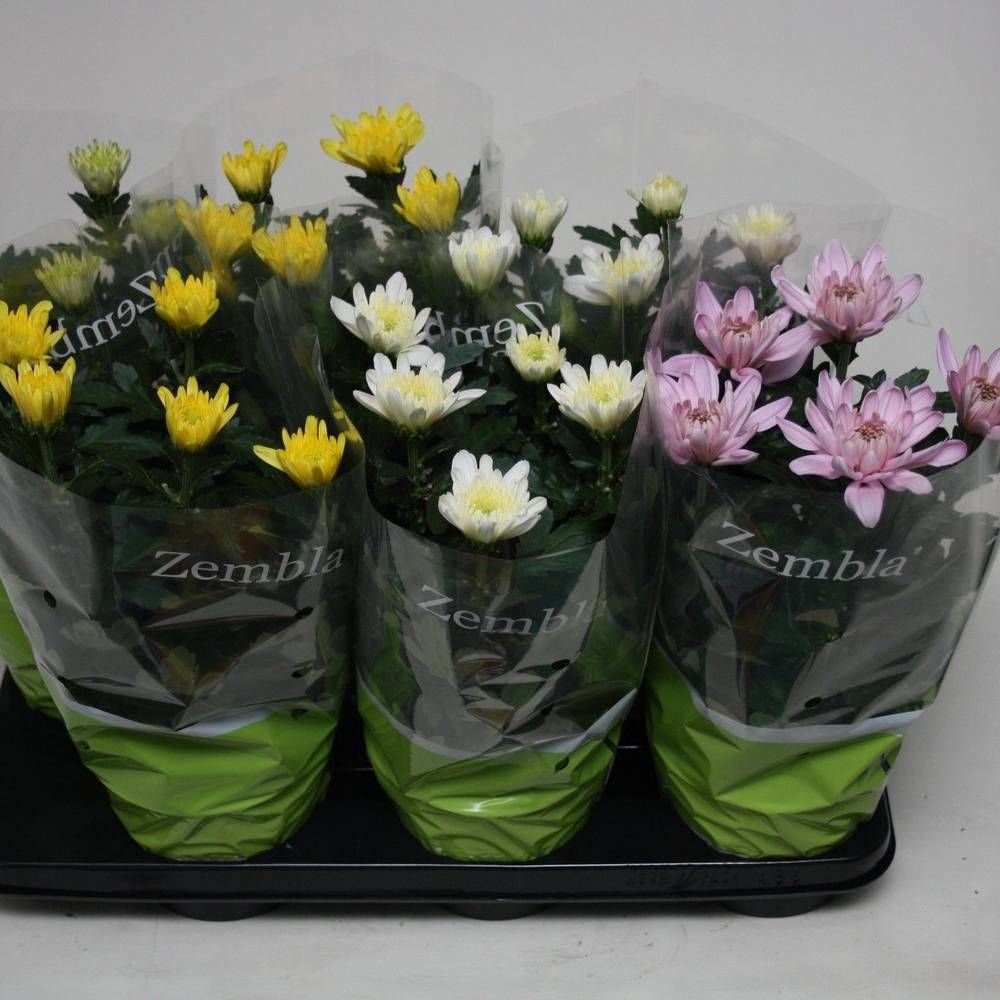 Chrysantheme Zembla mix T15 H033