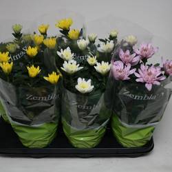 Chrysantheme Zembla mix T15 H033
