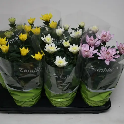 Chrysantheme Zembla mix T15 H033