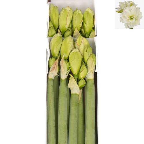 Amaryllis Krt.weiss gefüllt Amadeus X8