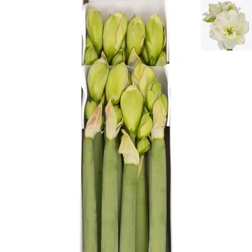 Amaryllis Krt.weiss gefüllt Amadeus X8