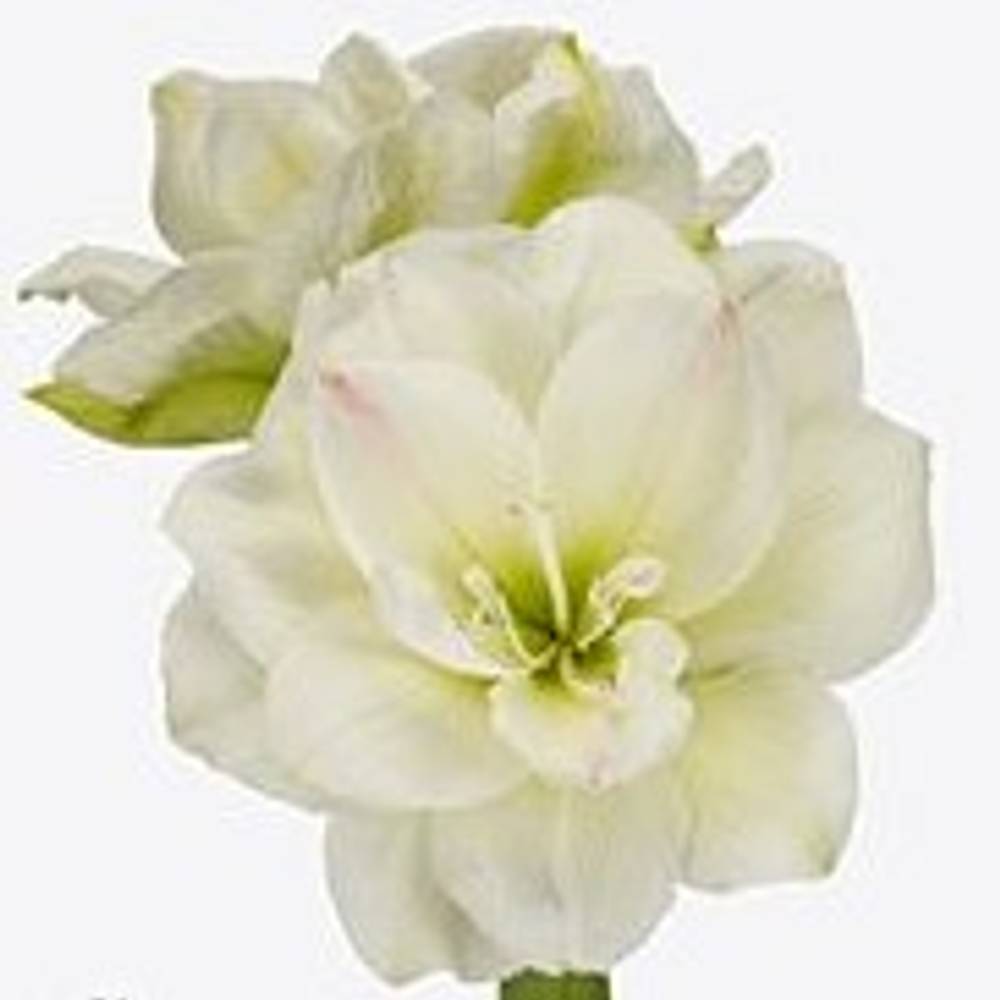 Amaryllis Krt.weiss gefüllt Amadeus X8