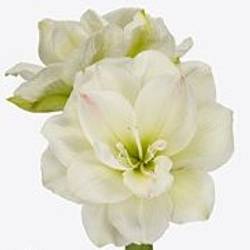 Amaryllis Krt.weiss gefüllt Amadeus X8