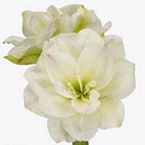 Amaryllis Krt.weiss gefüllt Amadeus X8
