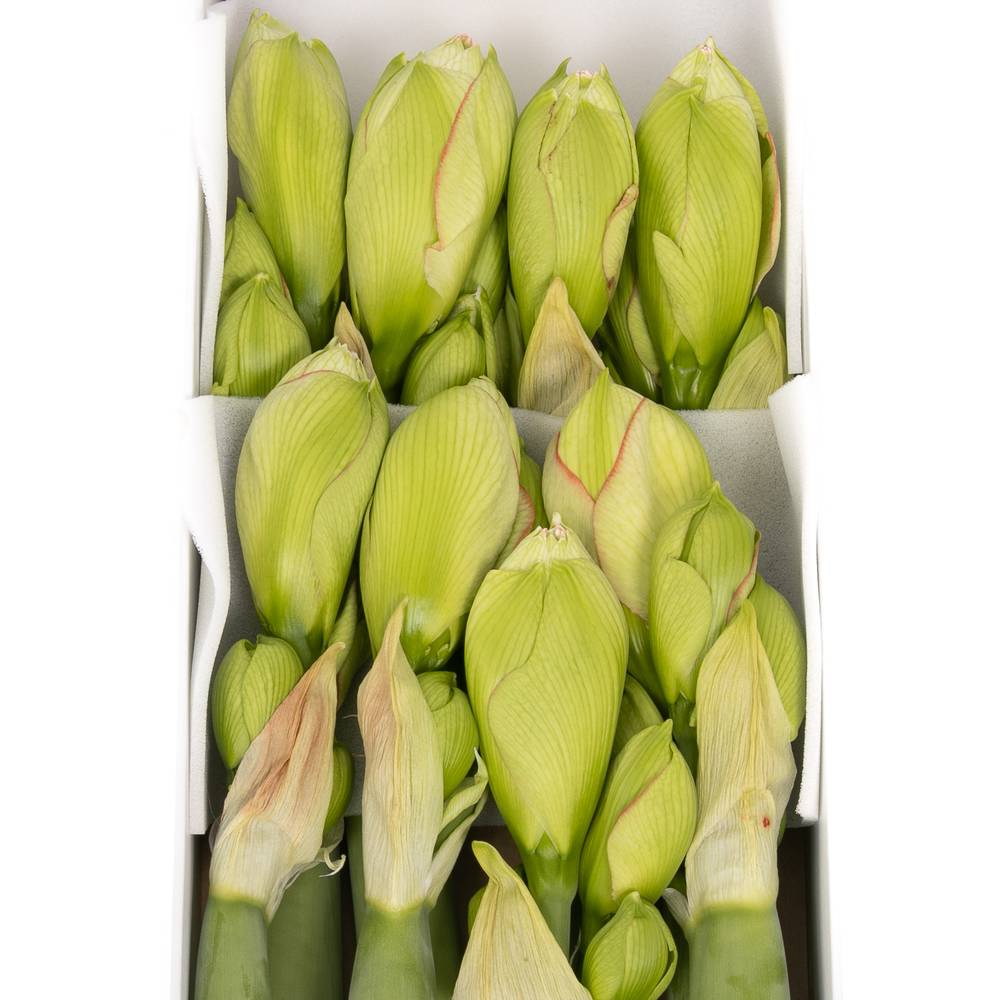 Amaryllis Krt.weiss gefüllt Amadeus X8