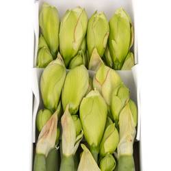 Amaryllis Krt.weiss gefüllt Amadeus X8