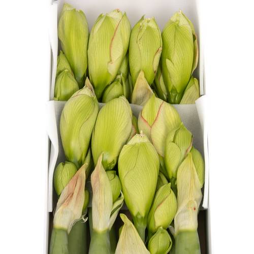 Amaryllis Krt.weiss gefüllt Amadeus X8