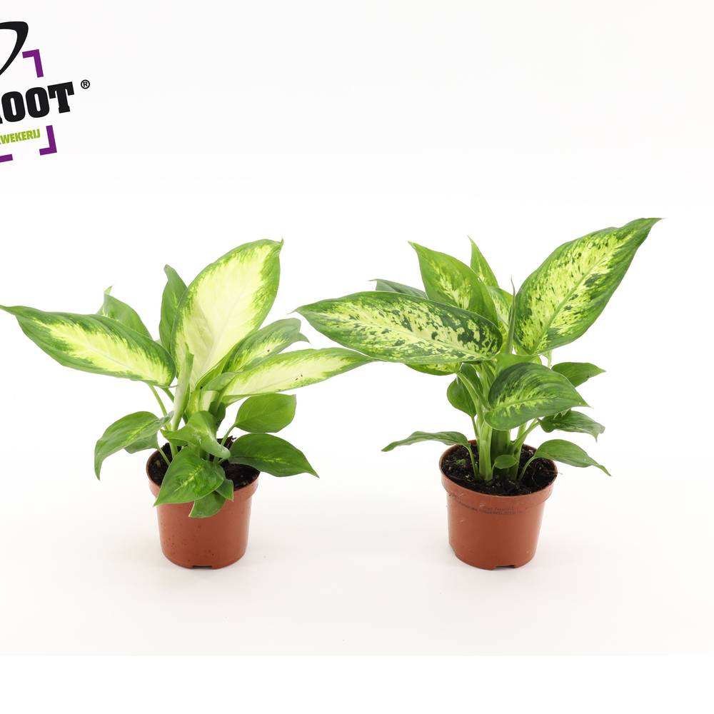 Dieffenbachia mix T09 H025