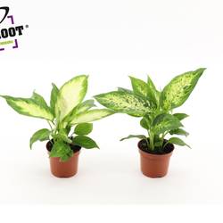 Dieffenbachia mix T09 H025