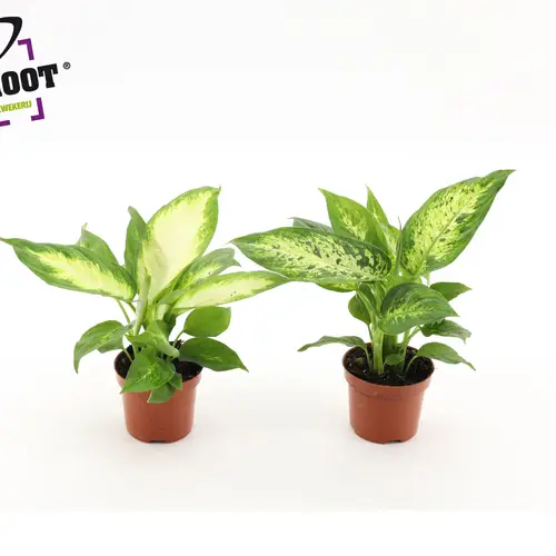 Dieffenbachia mix T09 H025