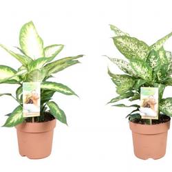 Dieffenbachia mix T09 H025