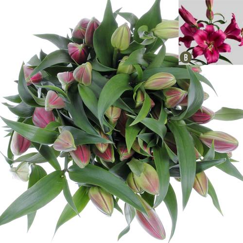 Lilie orientalisch rosa Carbonero 3+Blüte 80cm