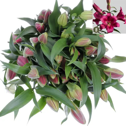 Lilie orientalisch rosa Carbonero 3+Blüte 80cm
