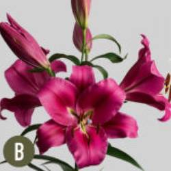Lilie orientalisch rosa Carbonero 3+Blüte 80cm