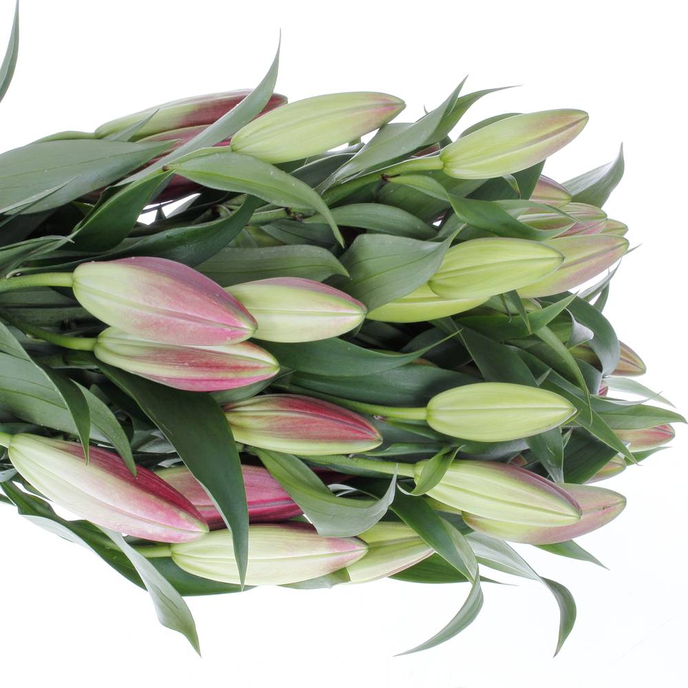 Lilie orientalisch rosa Carbonero 3+Blüte 80cm