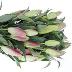 Lilie orientalisch rosa Carbonero 3+Blüte 80cm