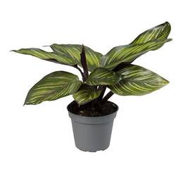 Calathea Makoyana Meili T06 H15