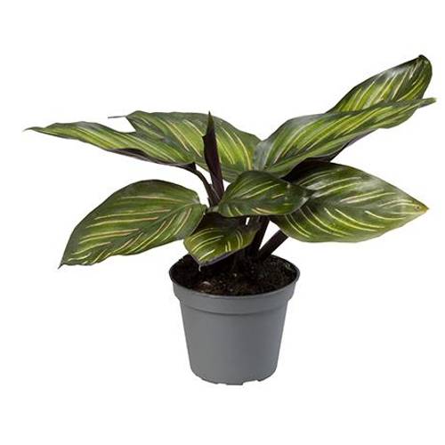 Calathea Makoyana Meili T06 H15