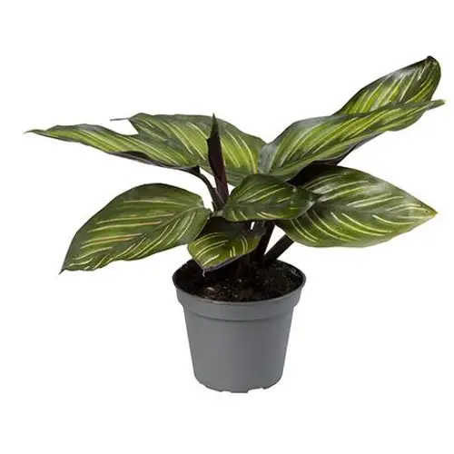 Calathea Makoyana Meili T06 H15