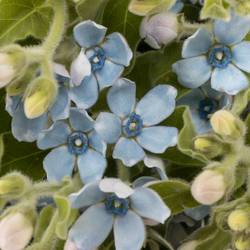 Oxypetalum blau 45cm x20