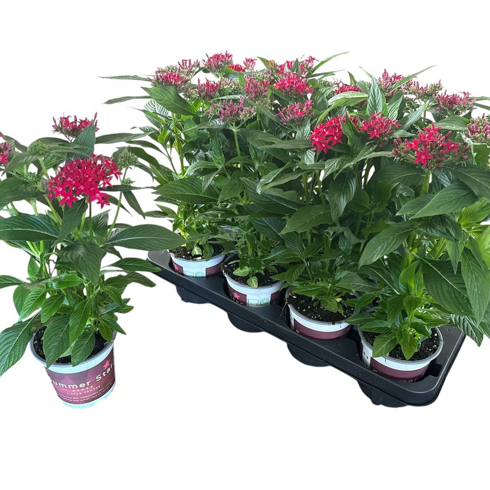 Pentas rot Graffit Lipstick T12 H028
