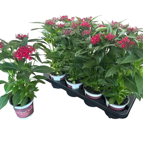 Pentas rot Graffit Lipstick T12 H028
