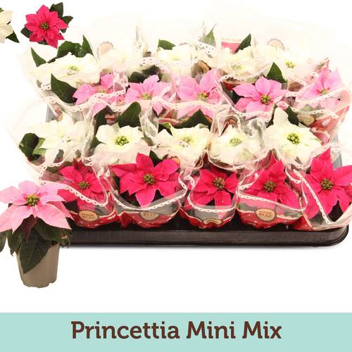 Princettia mix in Tüte T06 H013