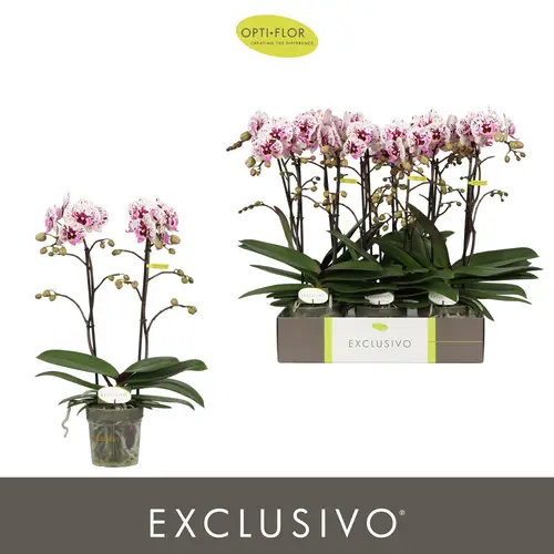 Phal.2-R dunkel lila Athena Exclusivo T12 H045
