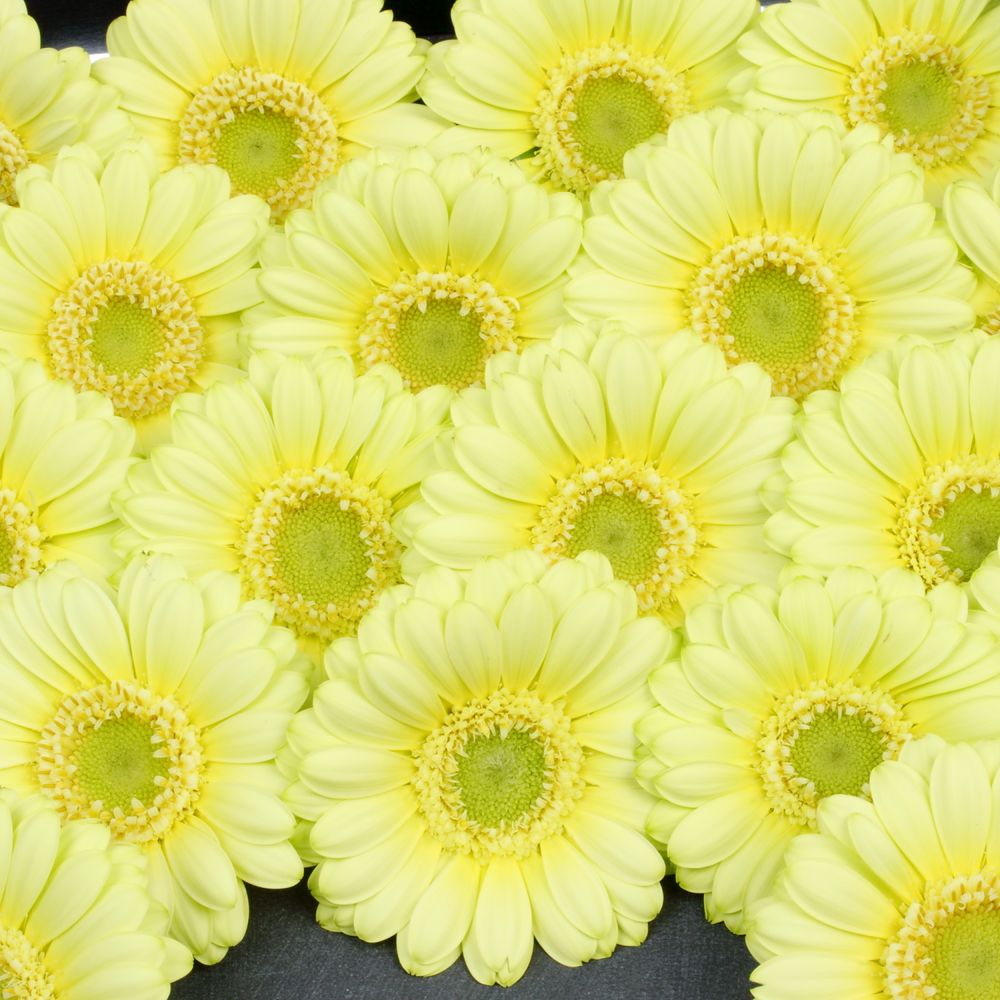 Germini creme Lemon Ice