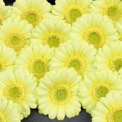 Germini creme Lemon Ice