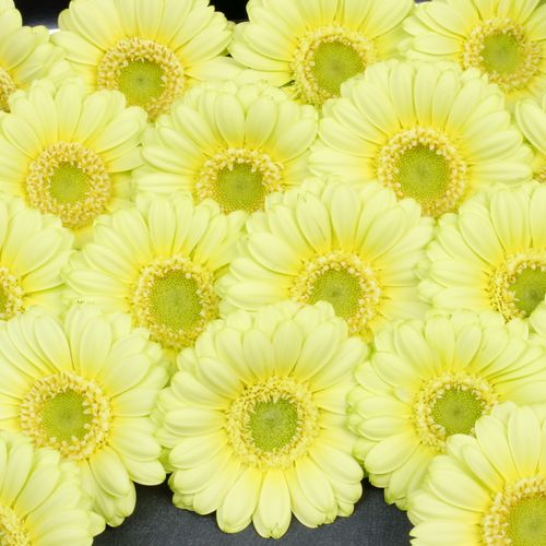 Germini creme Lemon Ice
