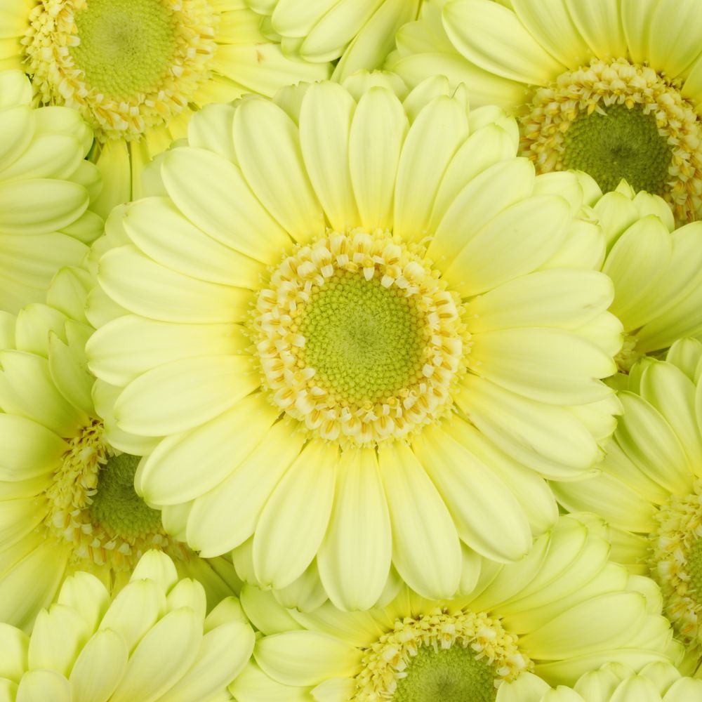 Germini creme Lemon Ice