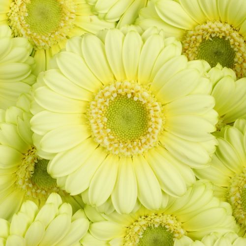 Germini creme Lemon Ice