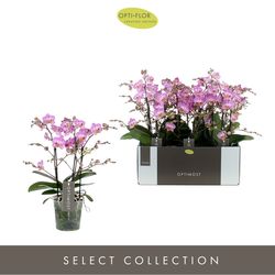 Phal.3-R rosa Honey Optimost T12 H45 