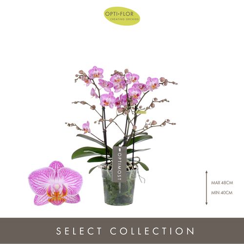 Phal.3-R rosa Honey Optimost T12 H45 