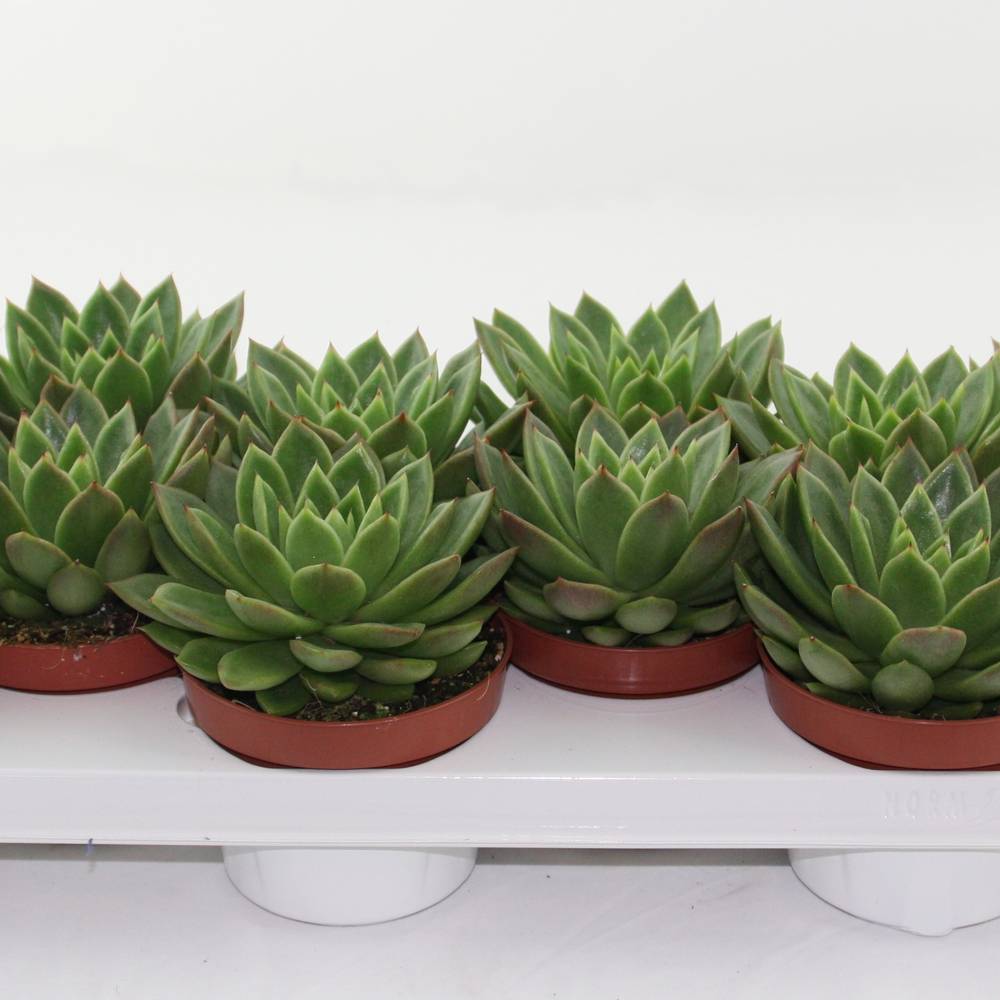 Echeveria Agavoides T10,5 H010