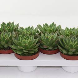 Echeveria Agavoides T10,5 H010