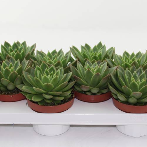 Echeveria Agavoides T10,5 H010
