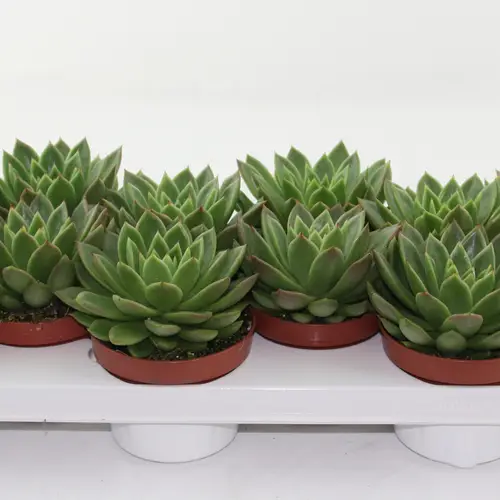 Echeveria Agavoides T10,5 H010