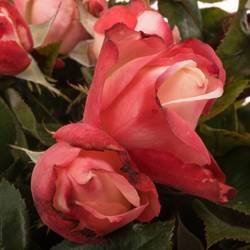 Rose Freiland creme/weiss/rot Nostalgie 5+Blüte 50cm