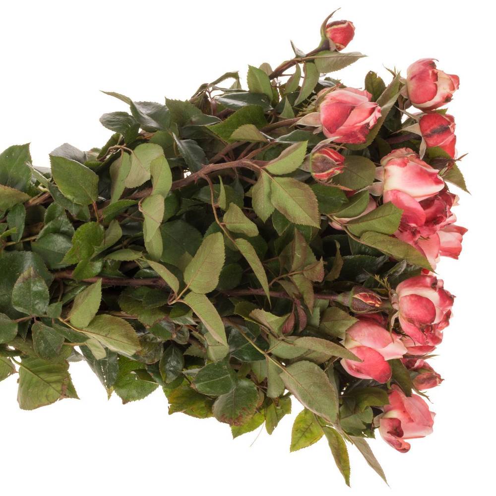 Rose Freiland creme/weiss/rot Nostalgie 5+Blüte 50cm