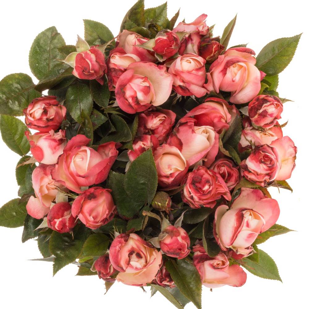 Rose Freiland creme/weiss/rot Nostalgie 5+Blüte 50cm