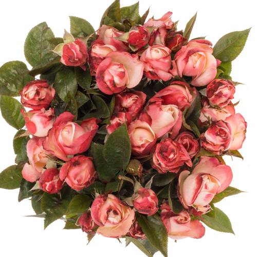 Rose Freiland creme/weiss/rot Nostalgie 5+Blüte 50cm