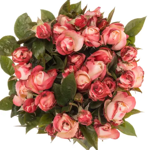 Rose Freiland creme/weiss/rot Nostalgie 5+Blüte 50cm