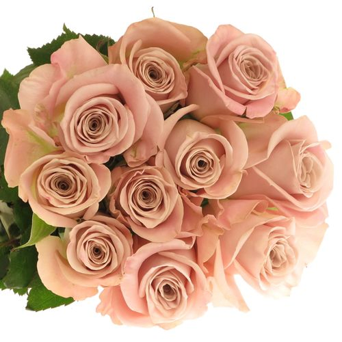 Rose rosa Menta 60cm