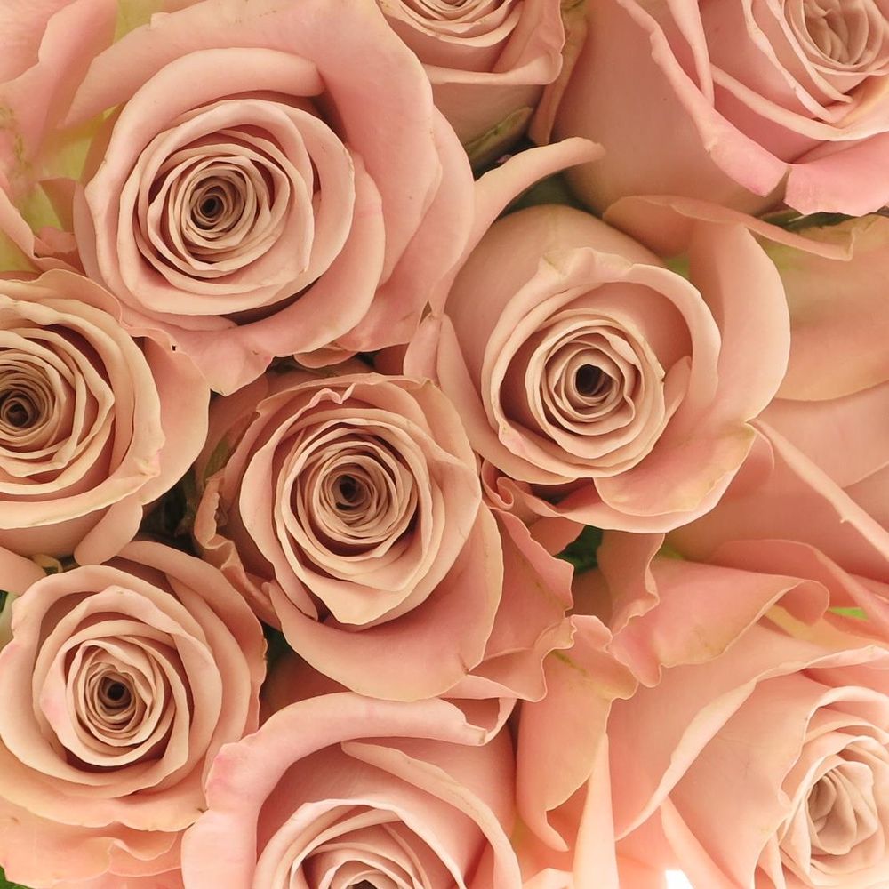 Rose rosa Menta 60cm