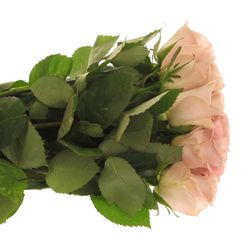 Rose rosa Menta 60cm