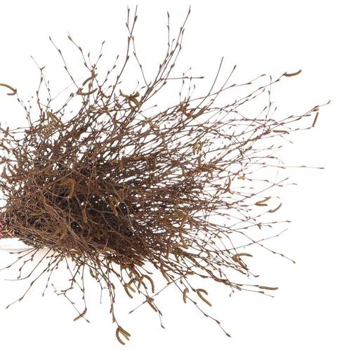 Birke braun Betula 90cm pro Bund