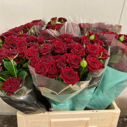 Rose verzweigt rot Caradonna 3+Blüte 60cm