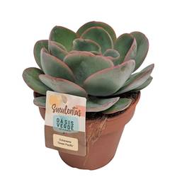 Echeveria Green Pacific T14 H020